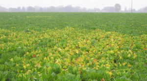 jaunisse betterave - outil MyEasyFarm